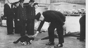 صورة لرئيس الوزراء البريطاني ونستون تشرشل وهو يربت على رأس أحد القطط